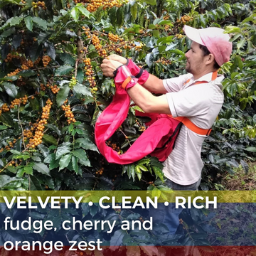 Colombia Tolima Planadas Organic